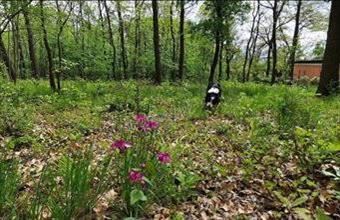 Eladó Kismarosi egyéb telek hirdetés (42594993)