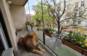 Eladó Budapest I. kerületi tégla lakás hirdetés (27961812)