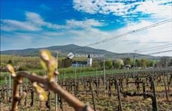 Eladó Bodrogkeresztúri termőföld, szántó hirdetés (87343952)