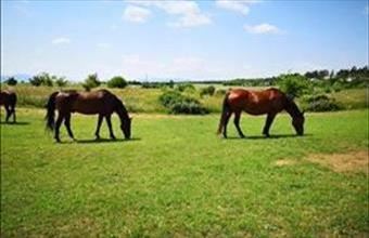 Eladó Fóti egyéb mezőgazdasági ingatlan hirdetés (12578344)