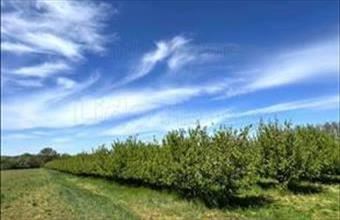 Eladó Siófoki zártkert hirdetés (42474396)