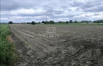 Eladó Pócsmegyeri termőföld, szántó hirdetés (32794577)