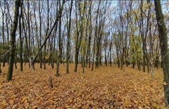 Eladó Sajókeresztúri egyéb mezőgazdasági ingatlan hirdetés (67354399)