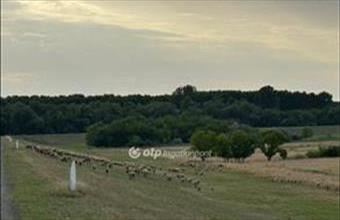 Eladó Deszki egyéb mezőgazdasági ingatlan hirdetés (77945934)