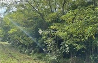 Eladó Tényői külterületi telek hirdetés (38748493)