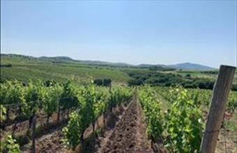 Eladó Rátkai termőföld, szántó hirdetés (47794775)