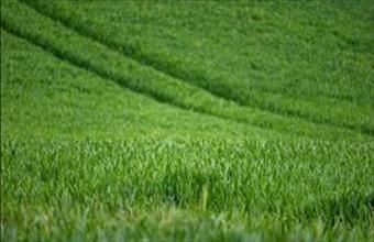 Eladó Földesi termőföld, szántó hirdetés (33932493)