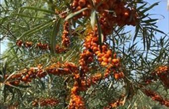 Eladó Gyarmati termőföld, szántó hirdetés (85752397)