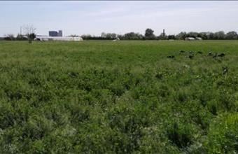 Eladó Szentesi fejlesztési lakóterület hirdetés (12743957)