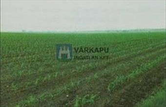 Eladó Székesfehérvári termőföld, szántó hirdetés (55487974)