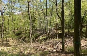 Eladó Lébényi egyéb mezőgazdasági ingatlan hirdetés (77761146)