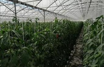 Eladó Medgyesegyházai egyéb mezőgazdasági ingatlan hirdetés (28692922)