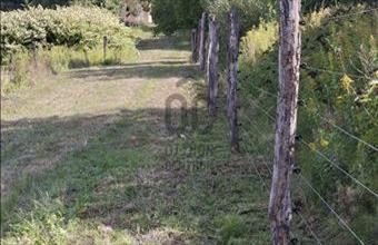 Eladó Várvölgyi egyéb mezőgazdasági ingatlan hirdetés (39523567)