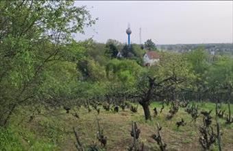Eladó Mányi külterületi telek hirdetés (31716877)