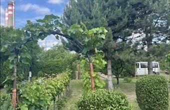 Eladó Győri egyéb mezőgazdasági ingatlan hirdetés (67463452)