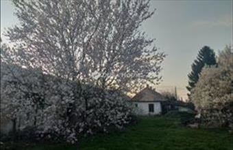 Eladó Felcsúti családi ház hirdetés (37279935)