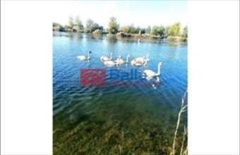 Eladó Délegyházai hétvégi ház hirdetés (34955673)