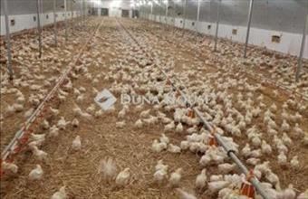 Eladó Mátyásdombi egyéb mezőgazdasági ingatlan hirdetés (27262383)