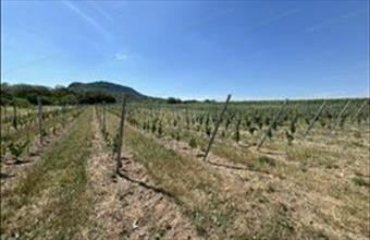 Eladó Tapolcai egyéb mezőgazdasági ingatlan hirdetés (85338436)