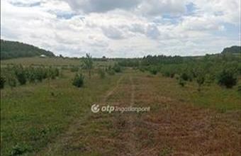 Eladó Balatonszőlősi külterületi telek hirdetés (97357933)