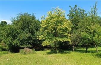 Eladó Zalalövői lakóövezeti telek hirdetés (58337474)