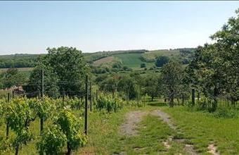 Eladó Mohácsi egyéb mezőgazdasági ingatlan hirdetés (89977665)
