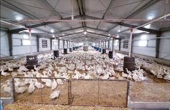 Eladó Szentesi fejlesztési lakóterület hirdetés (24967296)