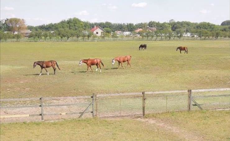 hirdetés 1. fotó