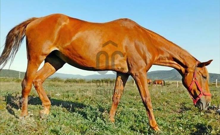 hirdetés 1. fotó