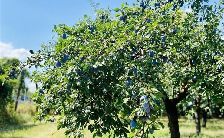 hirdetés 1. fotó