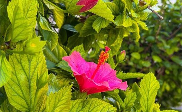 hirdetés 1. fotó