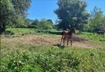 hirdetés 5. fotó