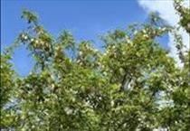 hirdetés 5. fotó