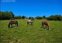 hirdetés 3. fotó