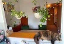 hirdetés 6. fotó