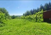 hirdetés 5. fotó
