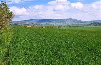 Eladó Mindszentkállai termőföld, szántó hirdetés (32433335) Eladó Mindszentkállai termőföld, szántó hirdetés (32433335)