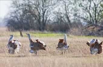 Eladó Kunszentmiklósi fejlesztési lakóterület hirdetés (82853196) Eladó Kunszentmiklósi fejlesztési lakóterület hirdetés (82853196)