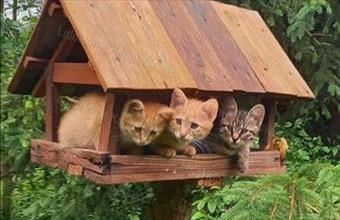 Eladó Kaposvári egyéb mezőgazdasági ingatlan hirdetés (97333369) Eladó Kaposvári egyéb mezőgazdasági ingatlan hirdetés (97333369)