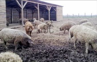 Eladó Letenyei termőföld, szántó hirdetés (11393978) Eladó Letenyei termőföld, szántó hirdetés (11393978)