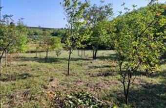 Eladó Balatonkeresztúri termőföld, szántó hirdetés (71279428) Eladó Balatonkeresztúri termőföld, szántó hirdetés (71279428)