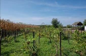 Eladó Hajdúszoboszlói termőföld, szántó hirdetés (81794713) Eladó Hajdúszoboszlói termőföld, szántó hirdetés (81794713)