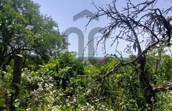 Eladó Csóri termőföld, szántó hirdetés (54785264) Eladó Csóri termőföld, szántó hirdetés (54785264)