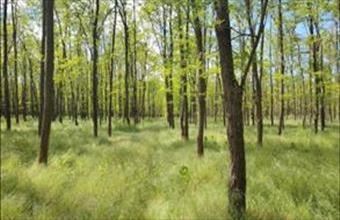 Eladó Kakucsi termőföld, szántó hirdetés (68767769) Eladó Kakucsi termőföld, szántó hirdetés (68767769)
