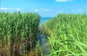Eladó Balatonmáriafürdői lakóövezeti telek hirdetés (33243223) Eladó Balatonmáriafürdői lakóövezeti telek hirdetés (33243223)